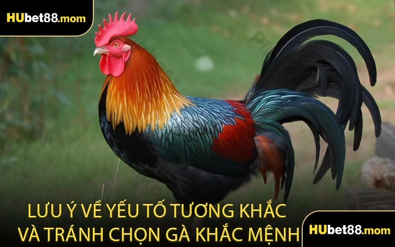 Lưu Ý Về Yếu Tố Tương Khắc Và Tránh Chọn Gà Khắc Mệnh
