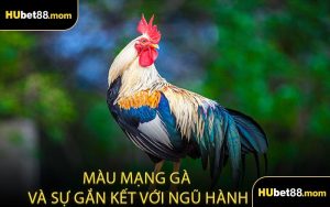 Màu Mạng Gà Và Sự Gắn Kết Với Ngũ Hành