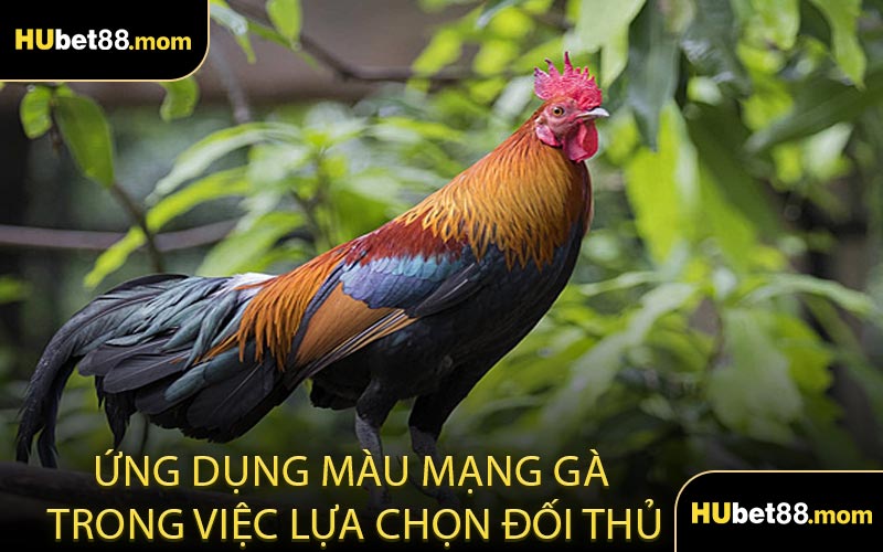 Ứng dụng màu mạng gà trong việc lựa chọn đối thủ