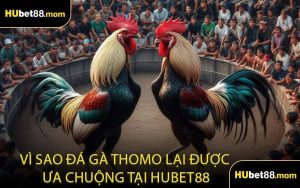 Vì Sao Đá Gà Thomo Lại Được Ưa Chuộng Tại HUBET88