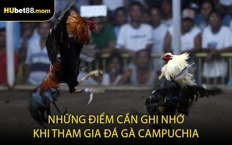 Những điểm cần ghi nhớ khi tham gia đá gà Campuchia