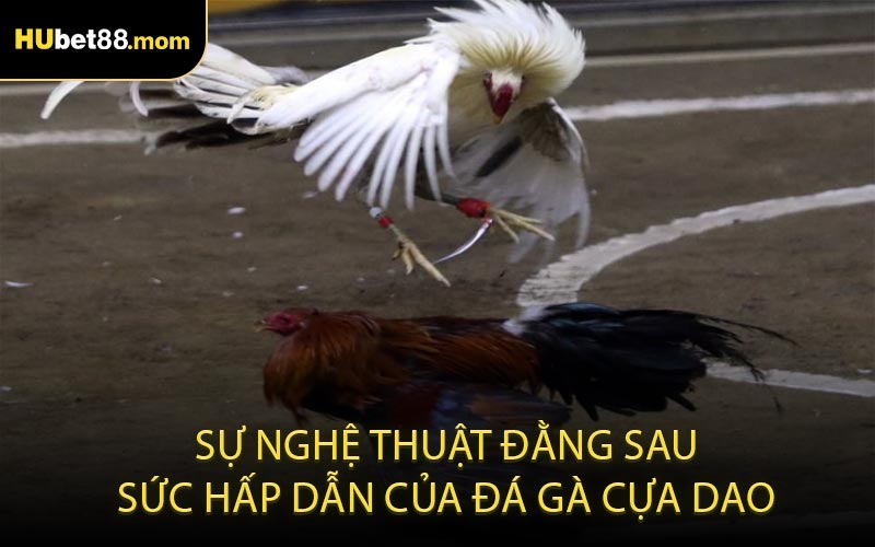 Sự Nghệ Thuật Đằng Sau Sức Hấp Dẫn Của Đá Gà Cựa Dao
