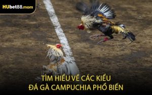 Tìm hiểu về các kiểu đá gà Campuchia phổ biến