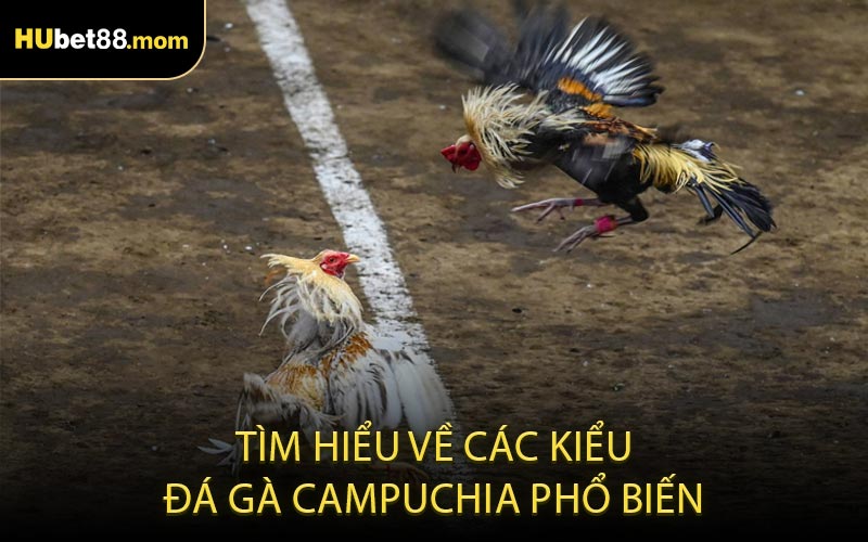 Tìm hiểu về các kiểu đá gà Campuchia phổ biến